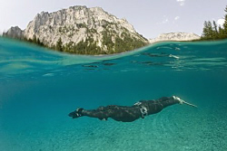 apnea diver taken with Canon Eos 5D, fisheye 15 mm by Miro Polensek 